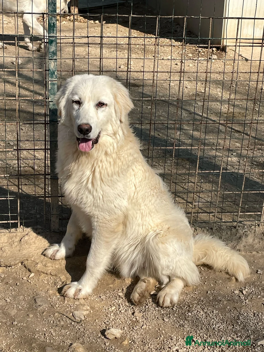 Meticcio cani in regalo: IL DOLCISSIMO LUCKY a Città metropolitana di Roma Capitale - Annuncio 5