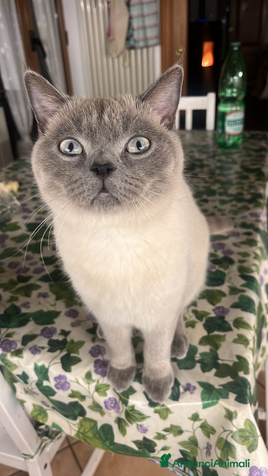 Scottish gatti per accoppiamento: Scottish straight per monta  a Città Metropolitana di Napoli - Annuncio 4