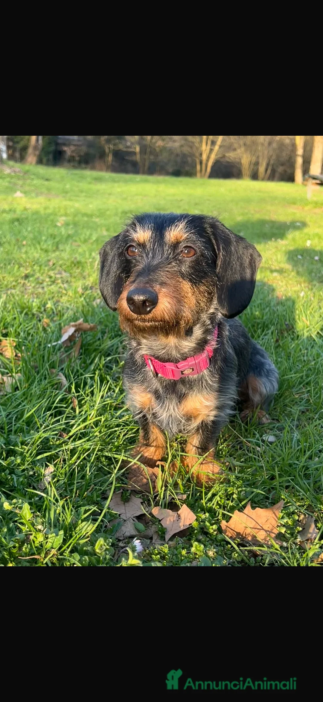 Bassotto cani per accoppiamento: Isotta cerca fidanzato  - Annuncio 6