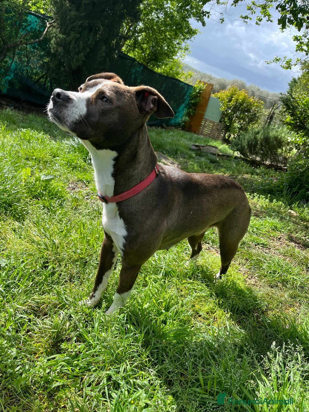 Pitbull cani in regalo: OLIVIA, dolcissima mix PIT cerca casa! - Annuncio 12