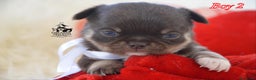 Chihuahua cani in vendita: Chihuahua linea russa pedigree Enci  - Annuncio 6