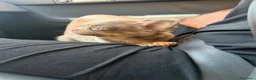 Chihuahua cani in vendita: Chihuahua lilac tan  - Annuncio 4