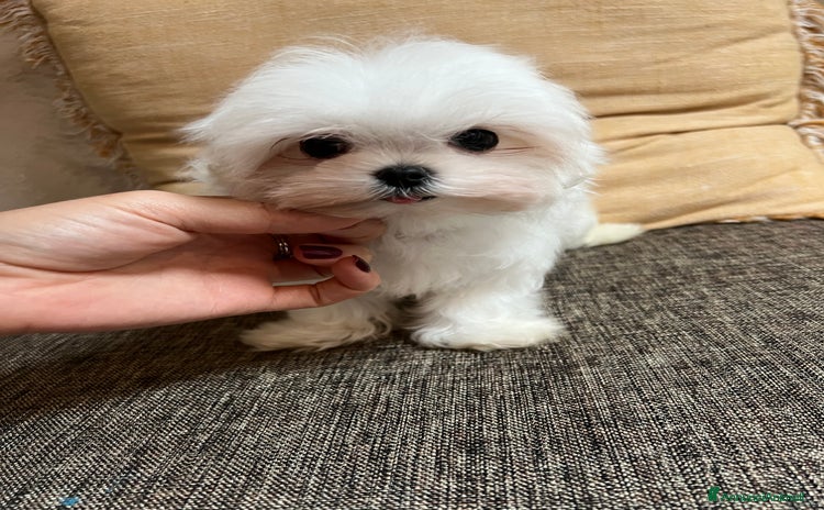 Maltese cani - Annuncio 3