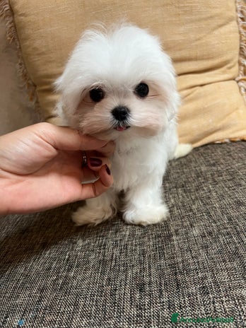 Maltese cani - Annuncio 1