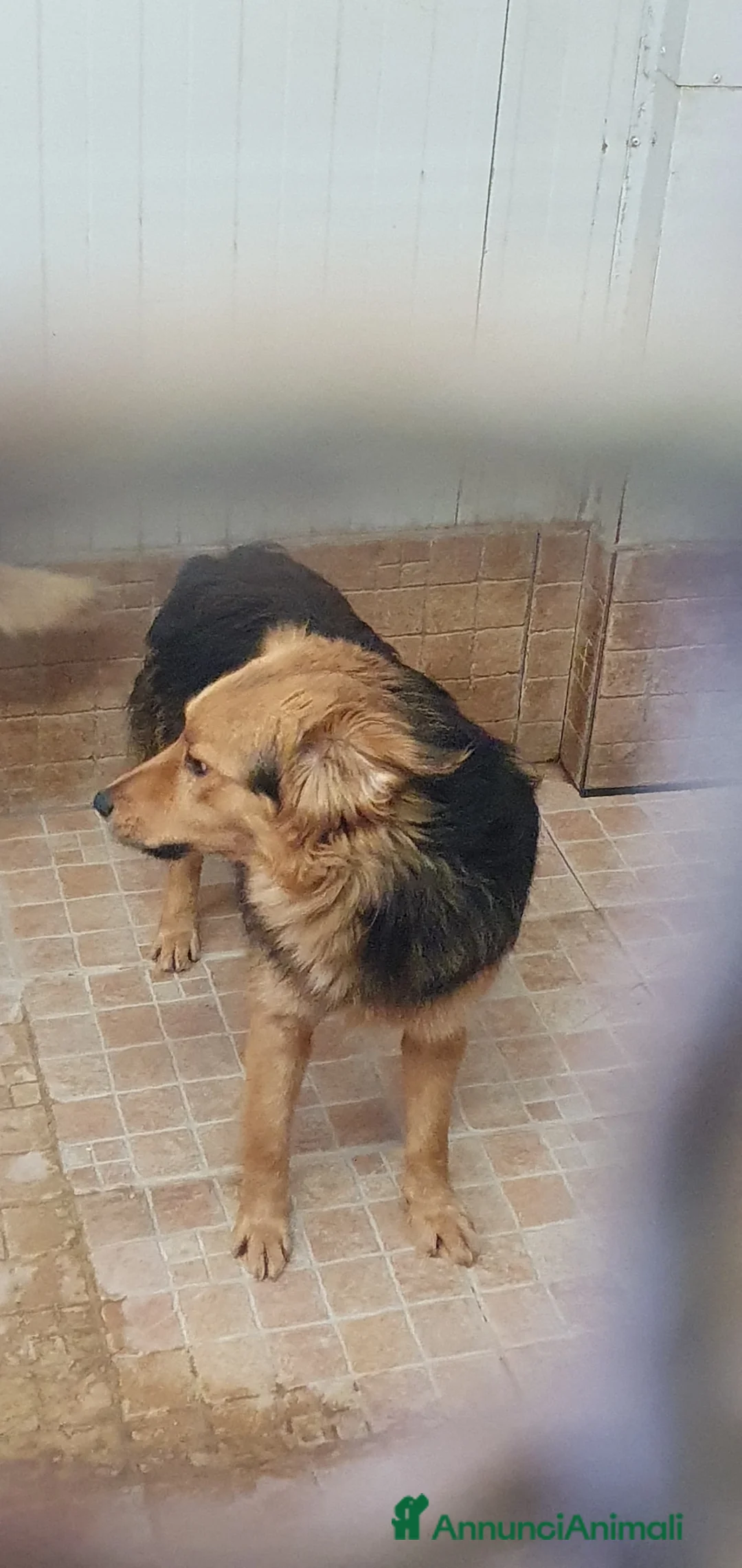 Volpino Italiano cani in regalo: Agatino in canile - Annuncio 2