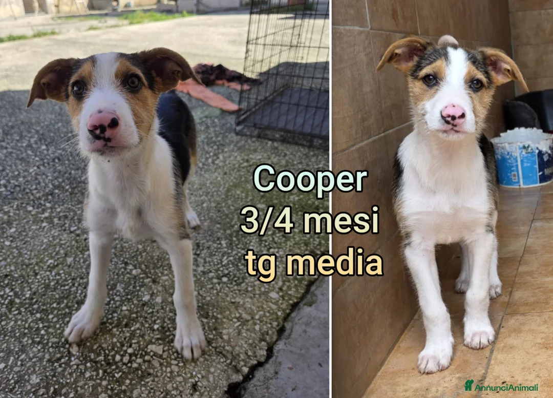 Meticcio cani in regalo: TANTI CUCCIOLI SOLI  a Provincia di Vicenza - Annuncio 11