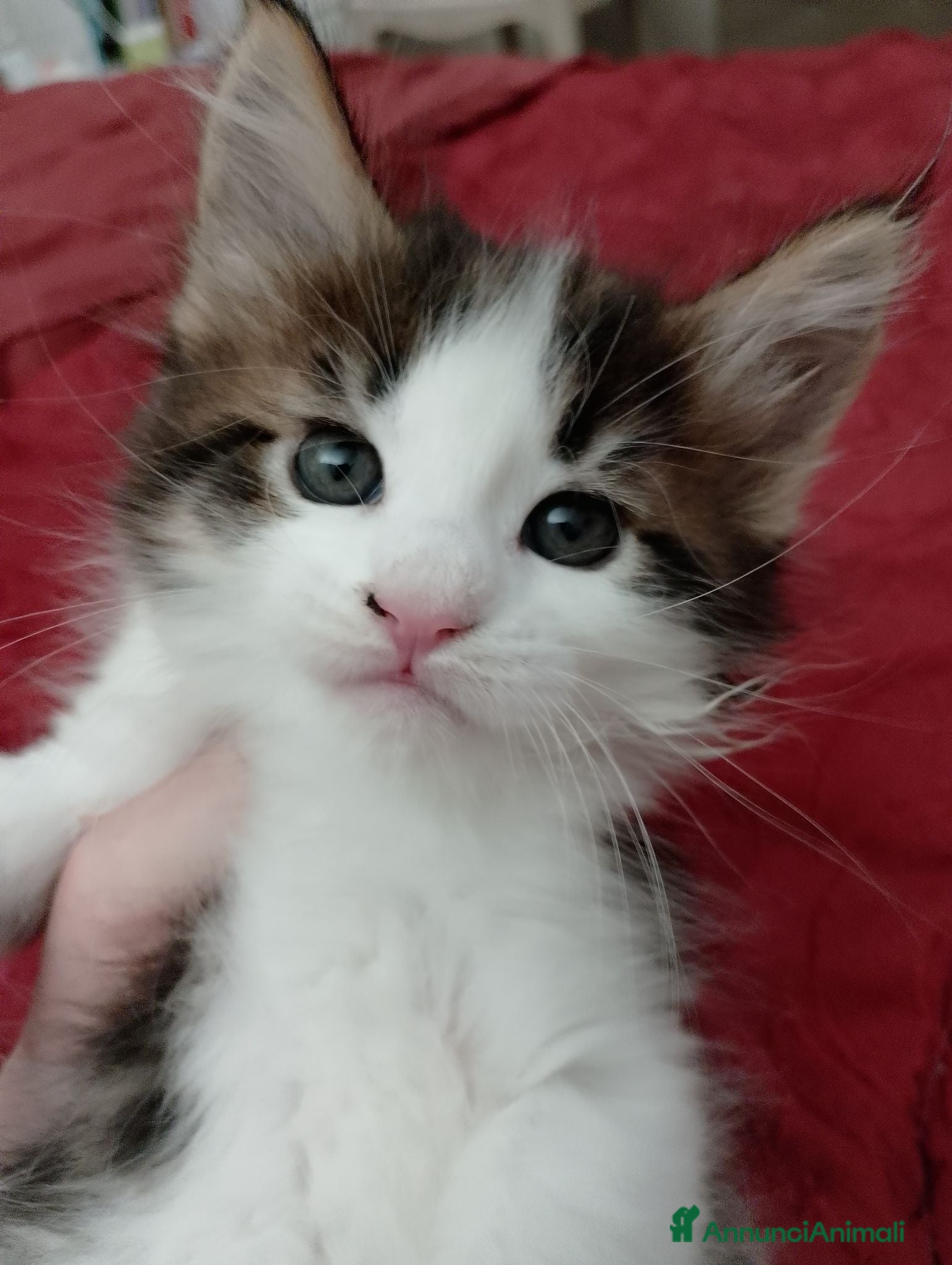 Maine Coon gatti Gattina tipo MaineCoon - Annuncio 9