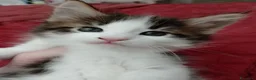 Maine Coon gatti in vendita: Gattina tipo MaineCoon - Annuncio 1