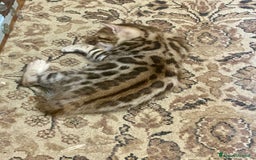 Bengala gatti in vendita: gatto bengala cuccioli a Città metropolitana di Roma Capitale - Immagine 1