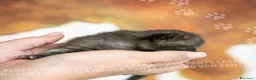 Scottish gatti in vendita: Cuccioli di Scottish Fold e Straight con Pedigree - Annuncio 24