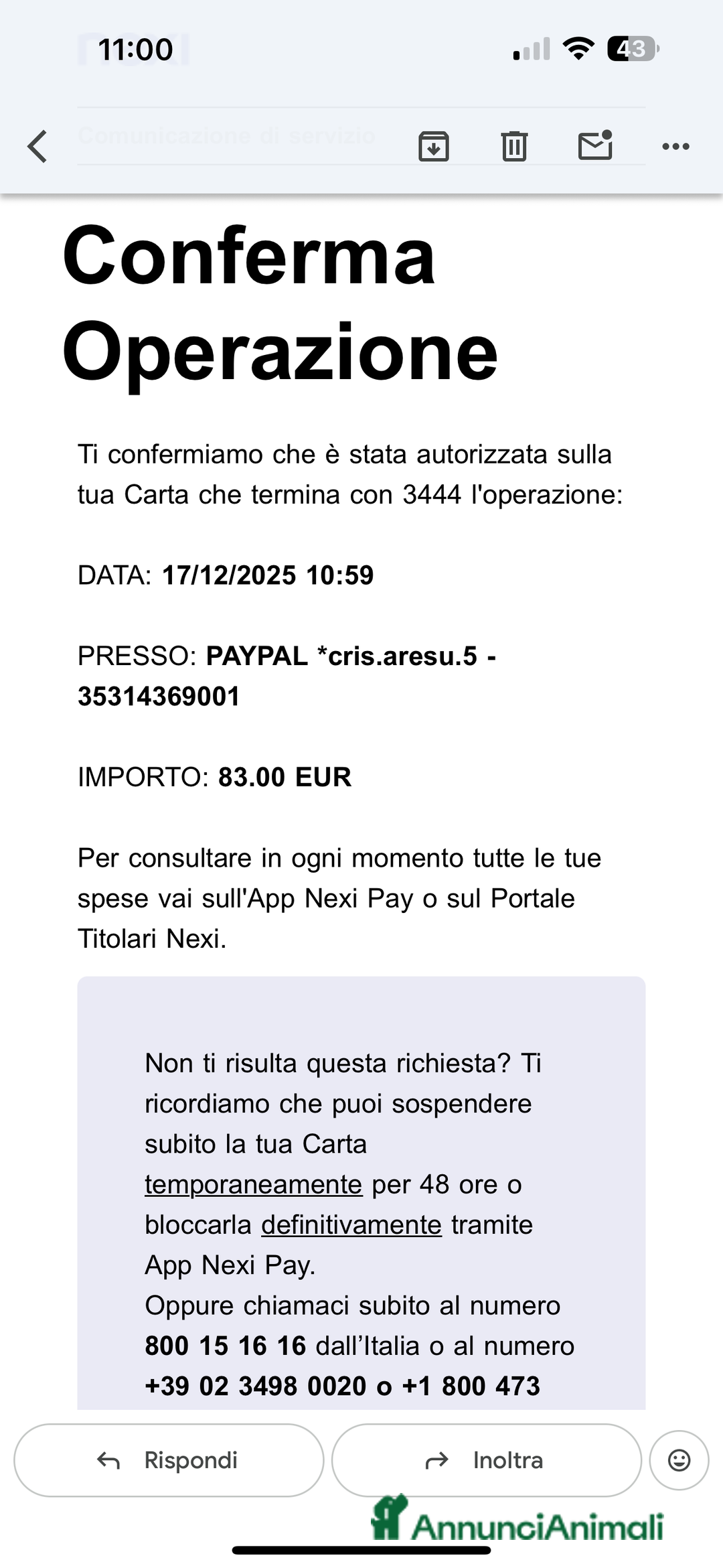 Jack Russell cani in vendita: Femmina Bianca e Nera, rarissima, unica - Annuncio 8