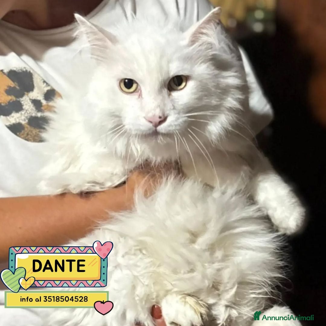 Meticcio gatti in regalo: Dante bellissimo micione bianco cerca casa - Annuncio 2
