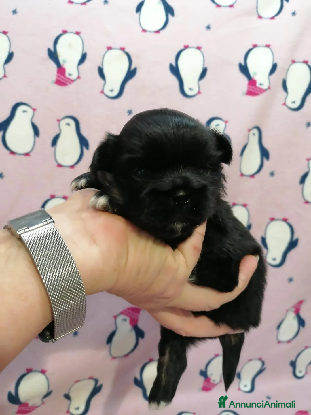 Tibetan Spaniel cani in vendita: Tibetan Spaniel cuccioli black - Annuncio 2