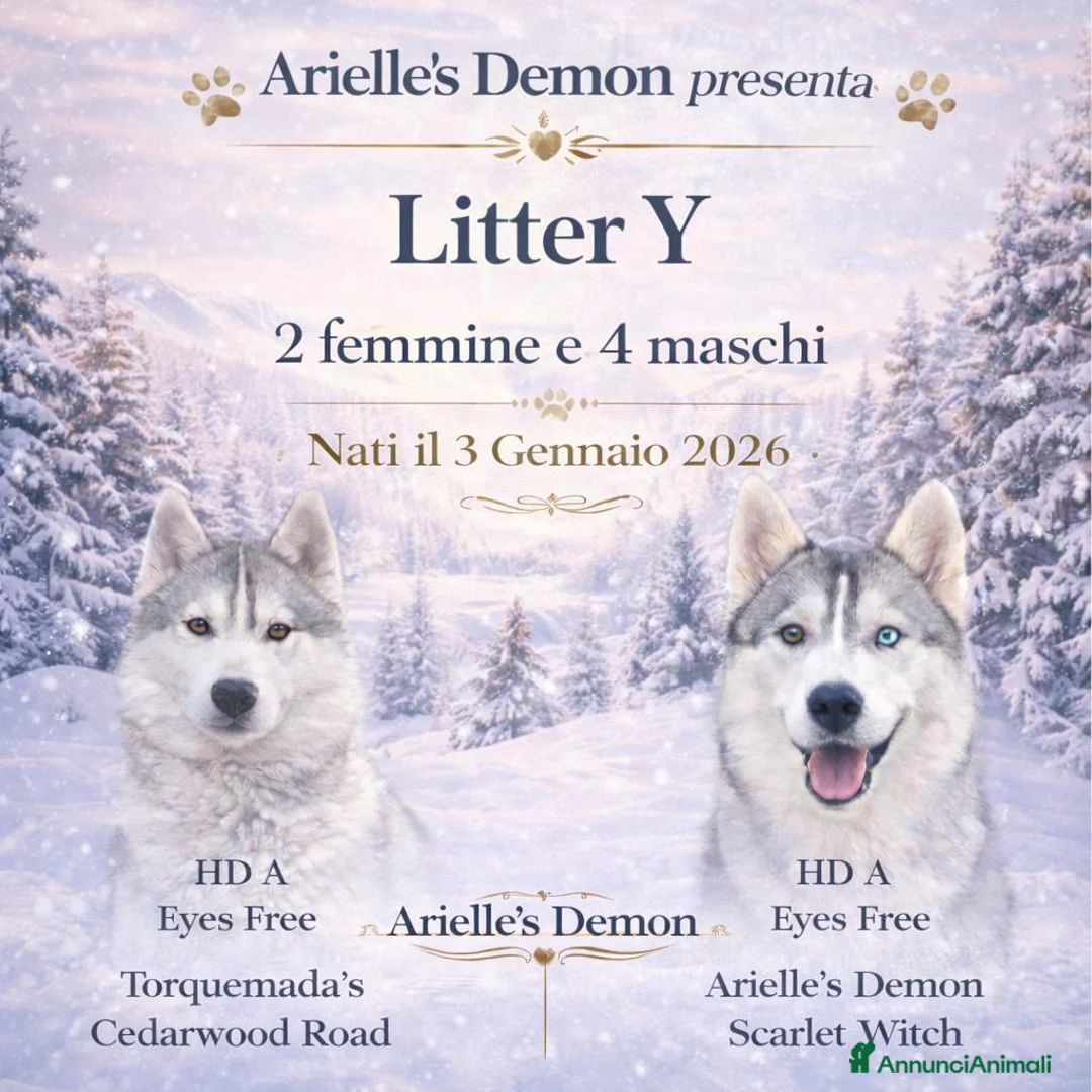 Husky cani in vendita: Siberian Husky, cuccioli alta genealogia  a Provincia di Ravenna - Annuncio 1