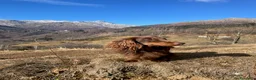 Bassotto cani per accoppiamento: Bassotto pelo lungo maschio per accoppiamento. - Annuncio 5
