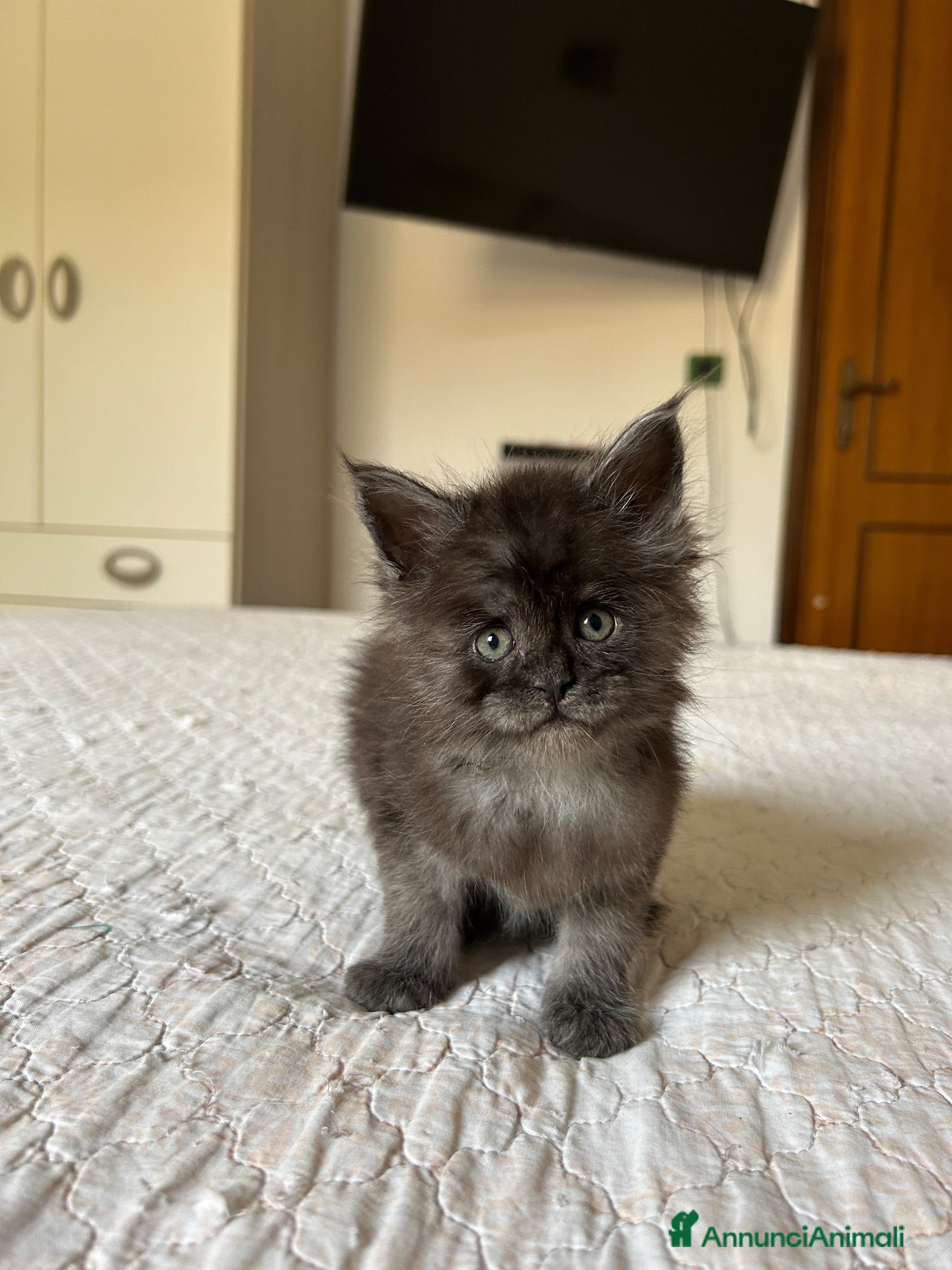 Maine Coon gatti Cucciolo Maine Coon pedigree ANFI - Annuncio 4