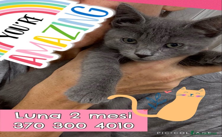 Certosino gatti - Annuncio 4