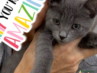 Certosino gatti LUNA GATTINA SIMILCERTOSINA DOLCISSIMA - Annuncio 7