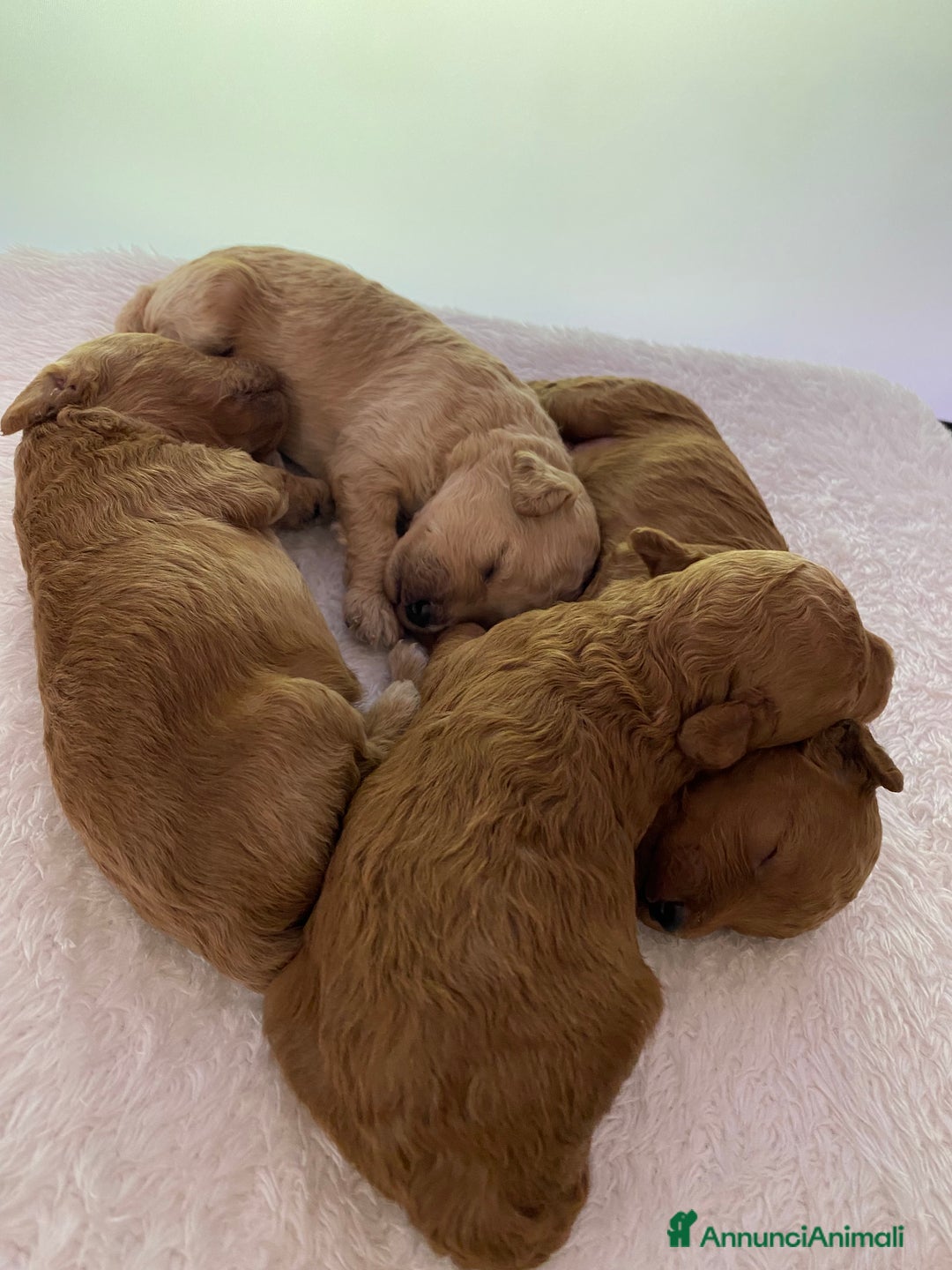 Barboncino Toy cani in vendita: Barbone toy - Annuncio 7