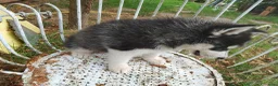 Husky cani in vendita: Siberian husky  - Annuncio 8