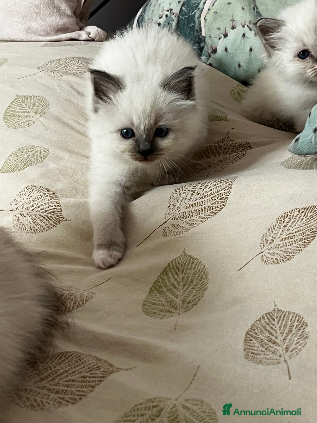 Sacro di Birmania gatti in vendita: Dolcissimi cuccioli Sacro di Birmania  - Annuncio 8