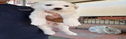 Meticcio cani in regalo: Cuccioli Simil Labrador in regalo a Città metropolitana di Roma Capitale - Annuncio 7