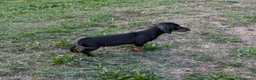 Bassotto Nano cani in vendita: Cucciolo di bassotto nano nero focato a Provincia di Treviso - Annuncio 3