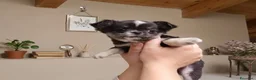 Chihuahua cani in vendita: Chihuahua con pedigree Enci pelo lungo - Annuncio 2