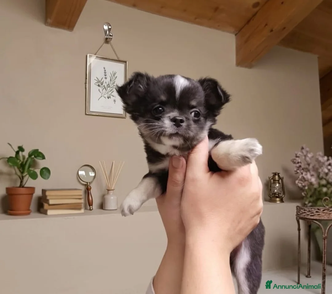 Chihuahua cani in vendita: Chihuahua con pedigree Enci pelo lungo - Annuncio 2