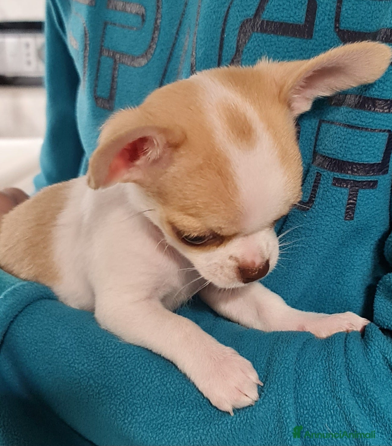 Chihuahua cani Bellissimo chihuahua  - Annuncio 29