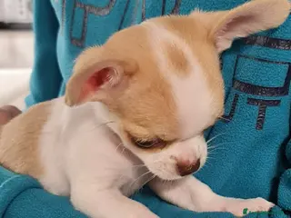Chihuahua cani Bellissimo chihuahua - Annuncio 29