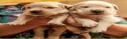 Golden Retriever cani in vendita: Cuccioli Golden Retriever a Provincia di Alessandria - Annuncio 2