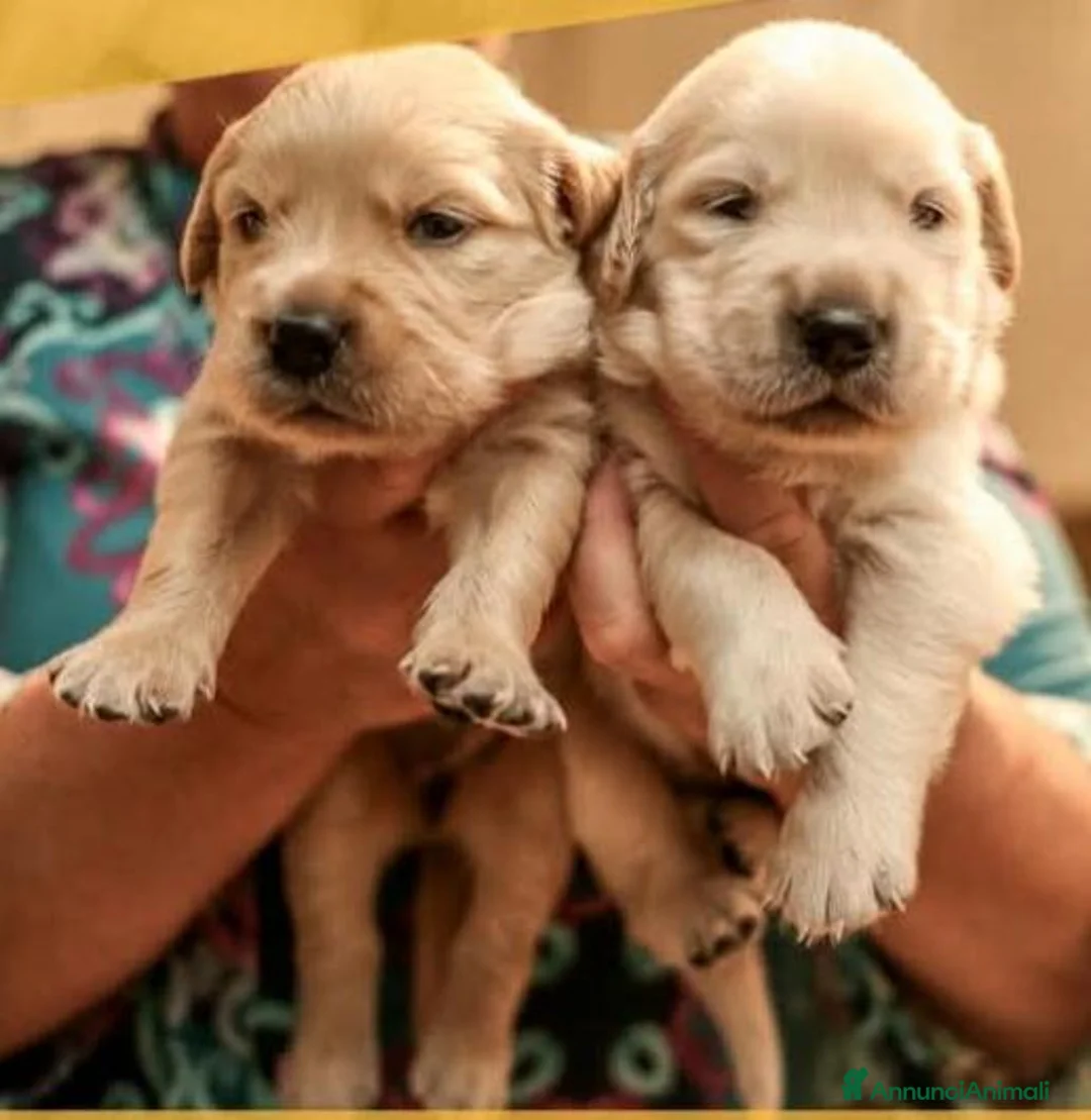 Golden Retriever cani in vendita: Cuccioli Golden Retriever a Provincia di Alessandria - Annuncio 2