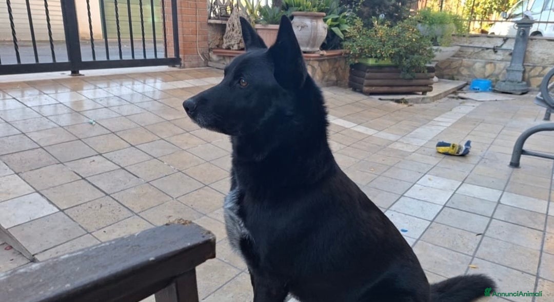 Meticcio cani per accoppiamento: cerco femmina medio-grande per accoppiamento  - Annuncio 3