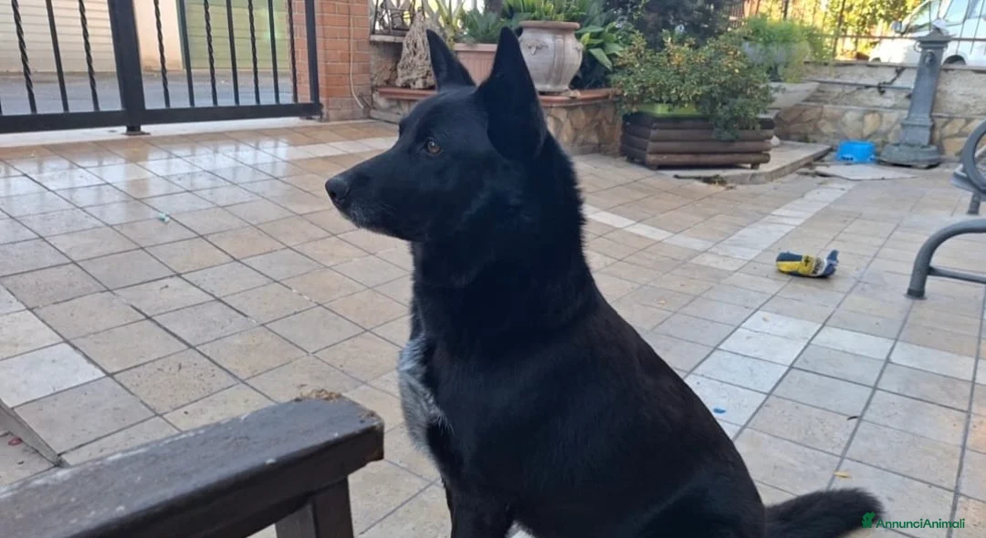 Meticcio cani per accoppiamento: cerco femmina medio-grande per accoppiamento  - Annuncio 3