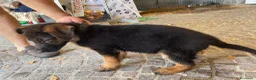 Pastore Tedesco cani in vendita: Cuccioli da esposizione  - Annuncio 2