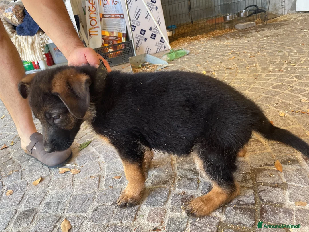 Pastore Tedesco cani in vendita: Cuccioli da esposizione  - Annuncio 2