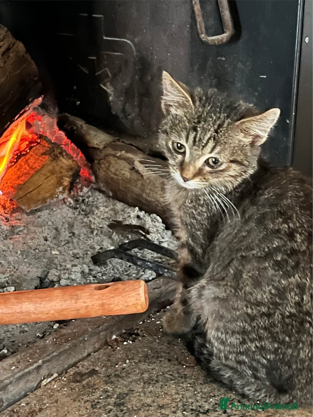 Europeo gatti in regalo: Gattina tigrata in adozione - Annuncio 6