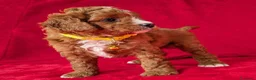Cavapoo cani in vendita: Splendidi cuccioli di Cavapoo F1B a Città metropolitana di Milano - Annuncio 28