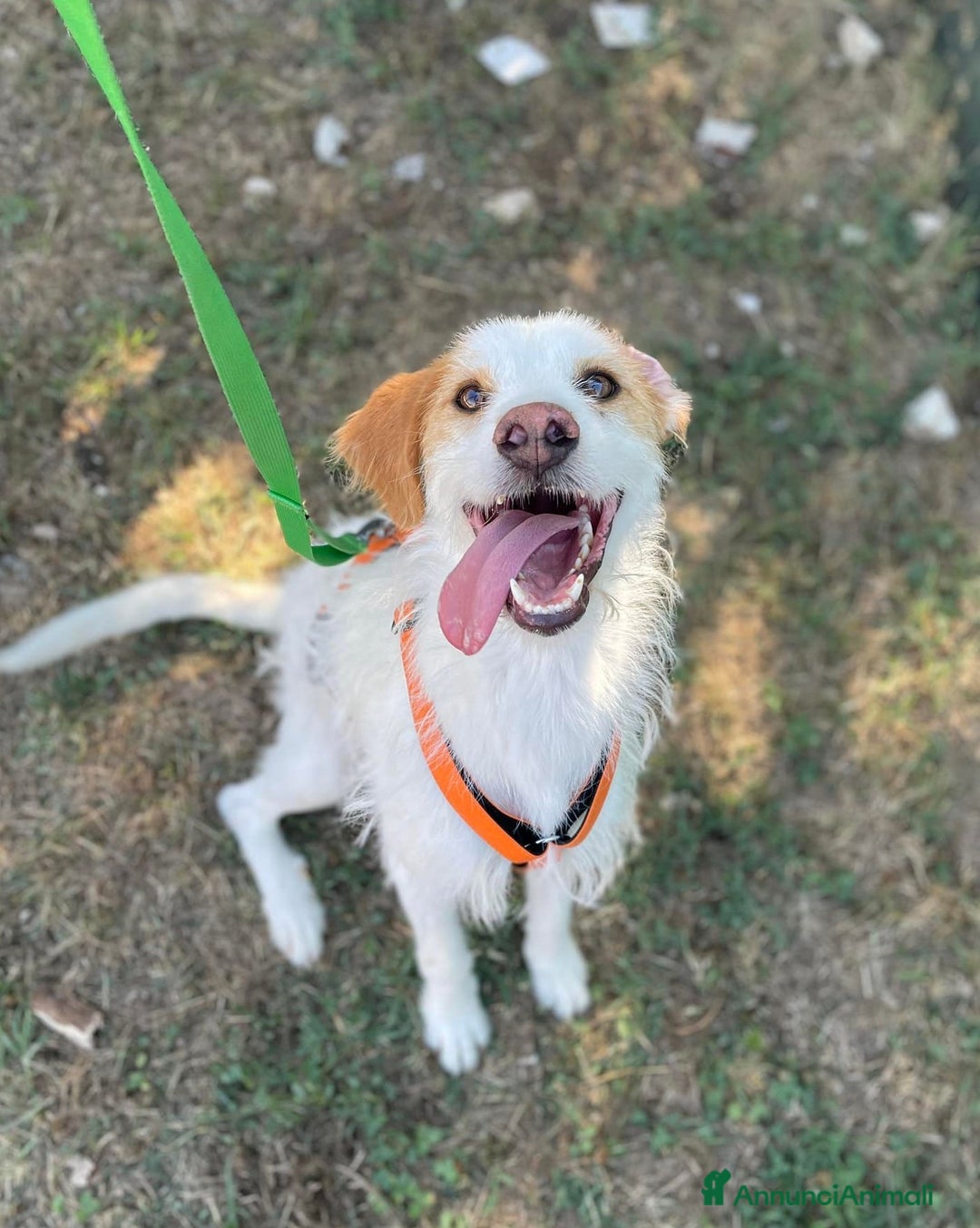 Meticcio cani in regalo: MINNIE, spinoncina speciale. - Annuncio 6