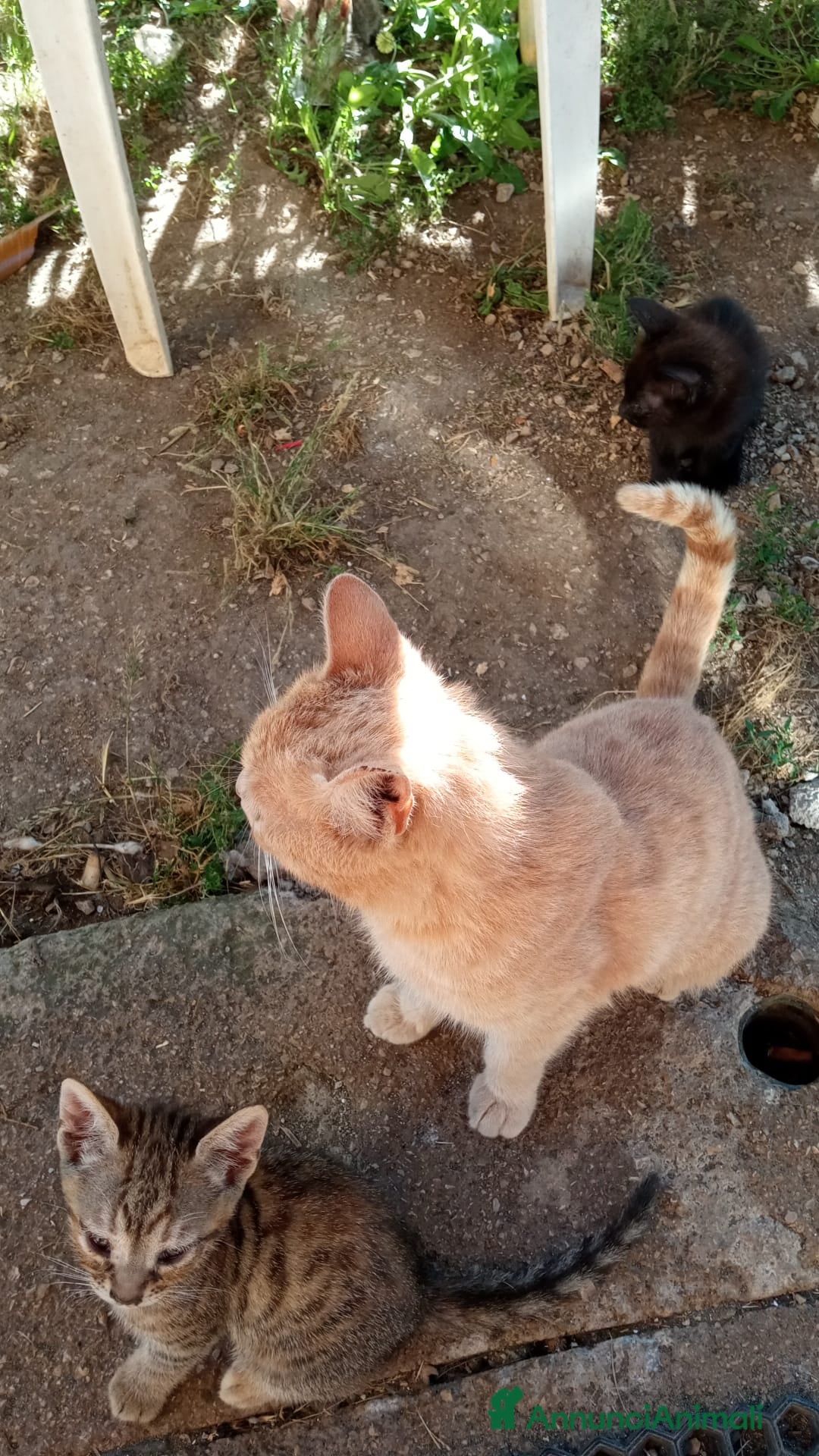 Meticcio gatti Gattini per amare coccolare - Annuncio 3