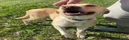 Meticcio cani in regalo: Lily 2 anni mix labrador  - Annuncio 1