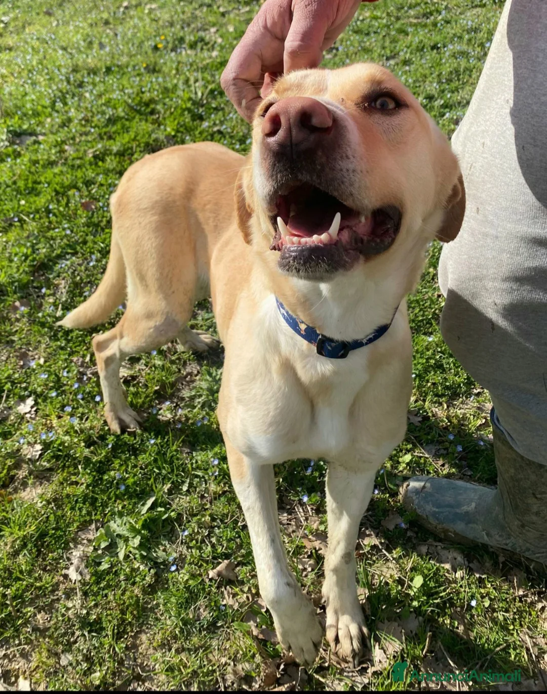 Meticcio cani in regalo: Lily 2 anni mix labrador  - Annuncio 1