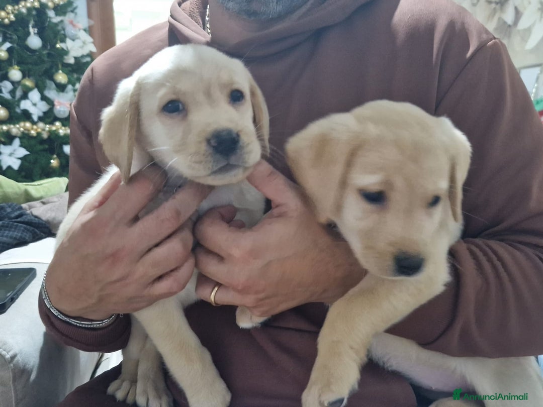 Labrador cani in vendita: 🐾  Cuccioli di Labrador Retriever  con Pedigree  - Annuncio 4
