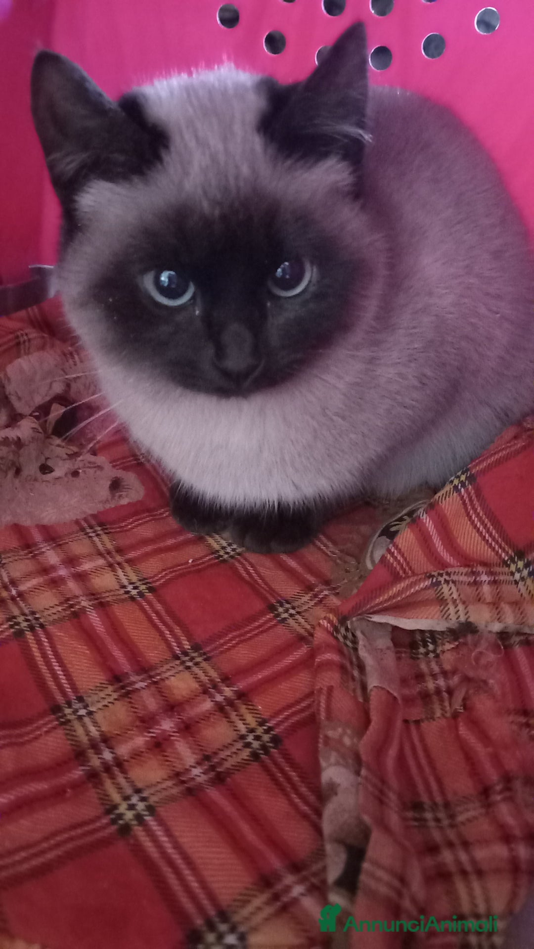 Siamese gatti in vendita: Bellissimi Thai - Annuncio 4