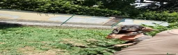 Bassotto cani in vendita: Bassotta pelo corto nana con pedigree  - Annuncio 8