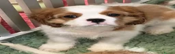 Cavalier King cani in vendita: Bellissimo cucciolo di Cavalier  - Annuncio 3