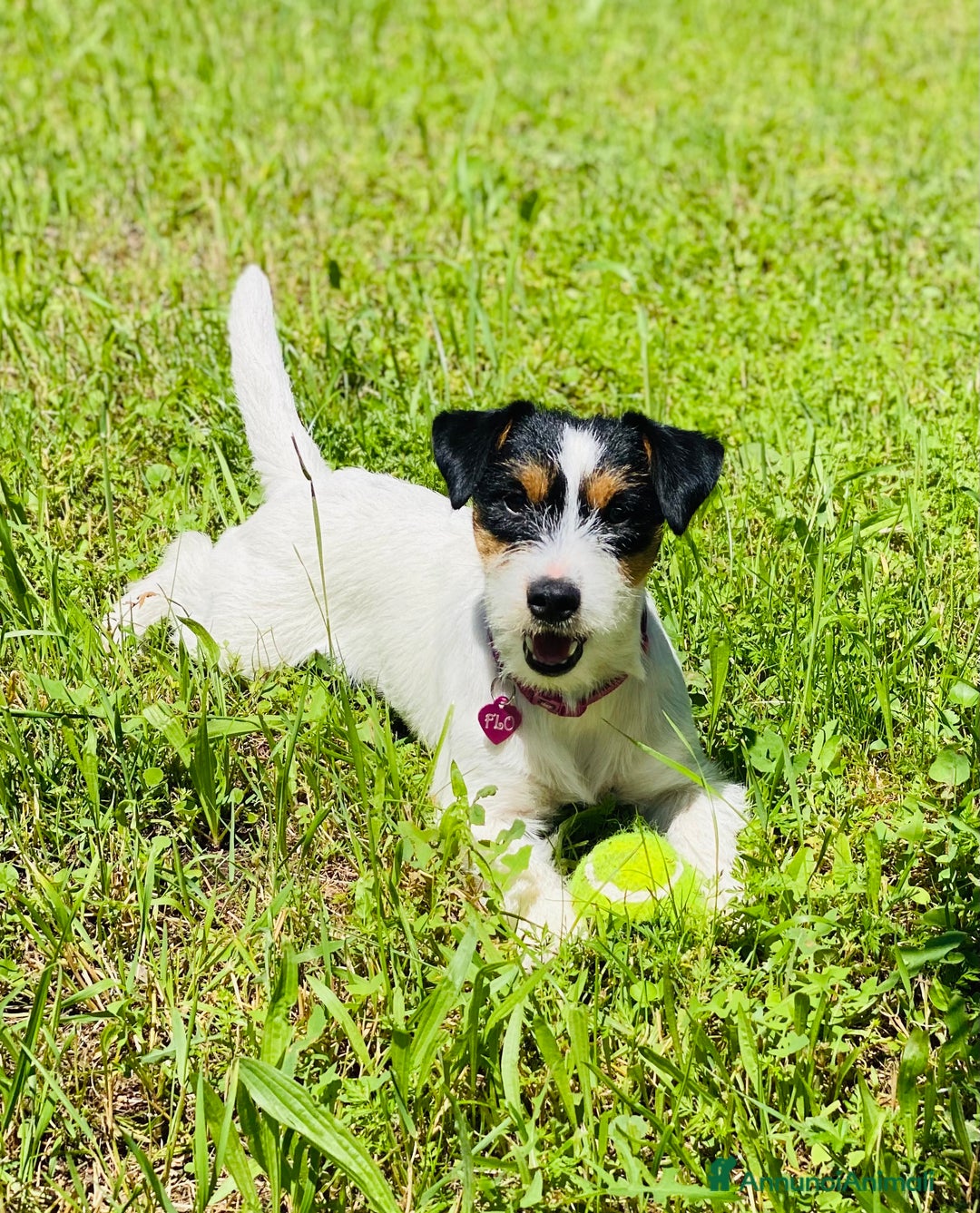 Immagine della galleria {{count}}