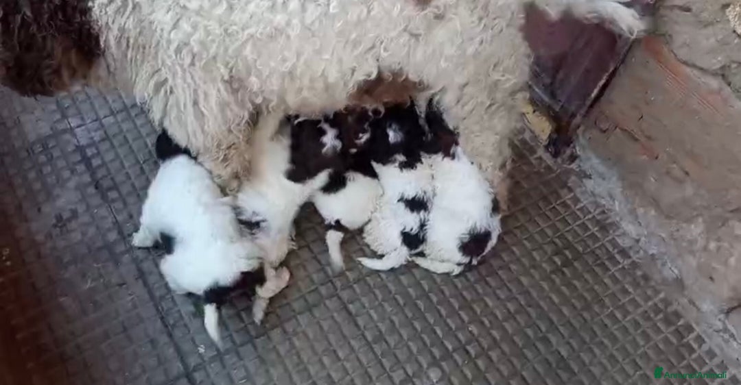 Lagotto cani in vendita: Cuccioli di Lagotto Romagnolo - Annuncio 5