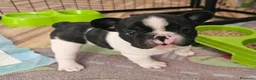 Bulldog Francese cani in vendita: Cuccioli di Bulldog Francese  - Annuncio 1